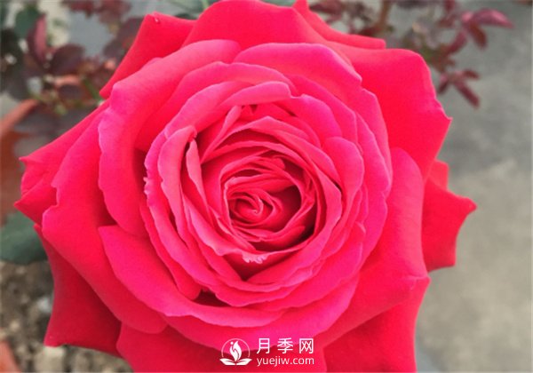 推薦10款紅色系月季品種，中國紅開啟2021好彩頭(圖8)