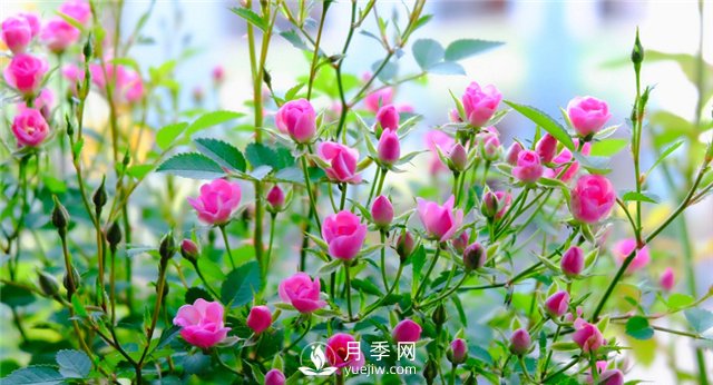 推薦10個陽臺月季品種，小陽臺的微型月季清單(圖8)