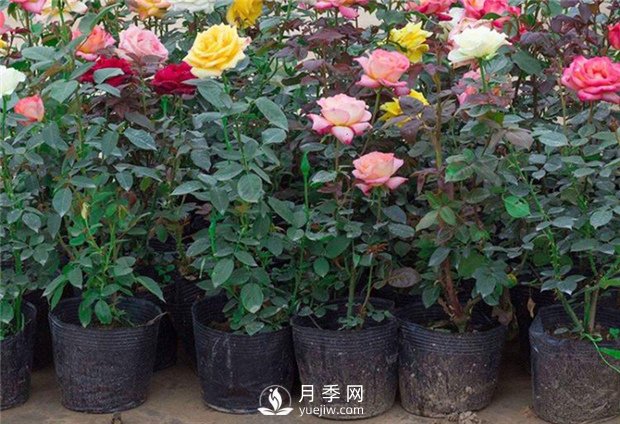 豐花月季，生長管理養(yǎng)護應(yīng)該注意什么？(圖1)