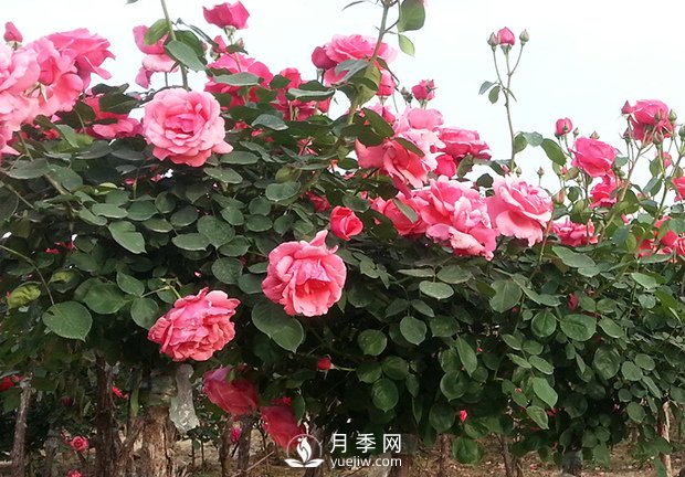 月季新葉卷曲枯萎，對(duì)癥下藥教您防治(圖1)