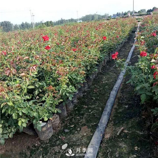 月季扦插需要用什么工具，準(zhǔn)備什么？(圖1)