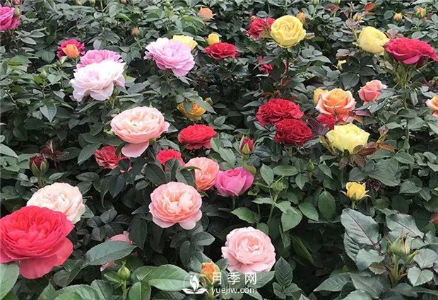 月季花有什么顏色？如何養(yǎng)護(hù)？(圖1)