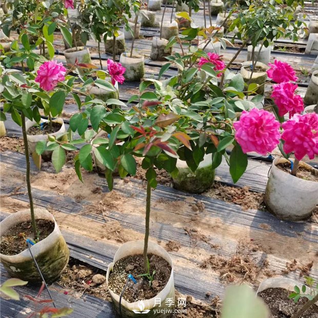 盆栽月季樹種植過程中可能涉及到的問題有哪些呢？(圖1)