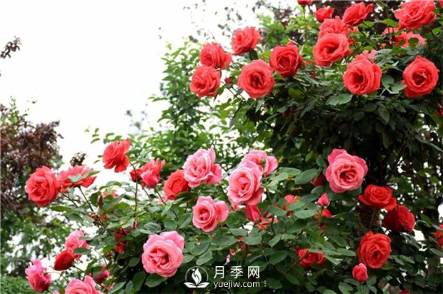 月季養(yǎng)護(hù)中缺各種微量元素時(shí)有哪些不同的表現(xiàn)？(圖1)