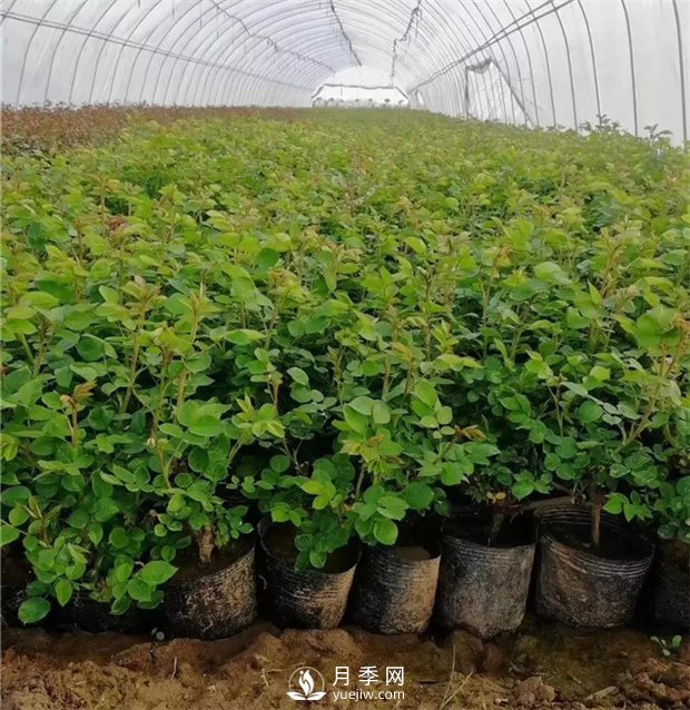 月季小苗如何移栽？苗期如何管理？(圖1)