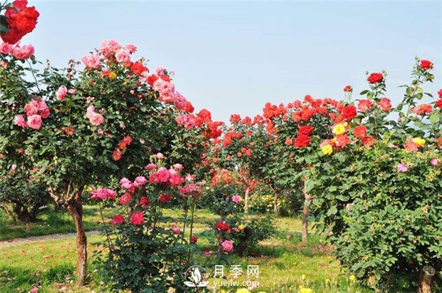 嫁接月季樹的方法？(圖1)