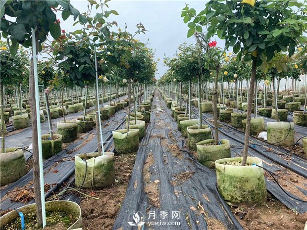 樹狀月季扦插苗假植如何操作？如何栽種培養(yǎng)缽苗？(圖1)