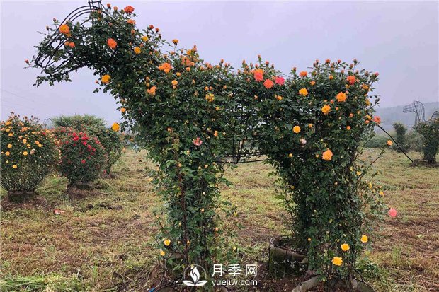 月季如何培養(yǎng)？月季網(wǎng)來(lái)教你(圖1)