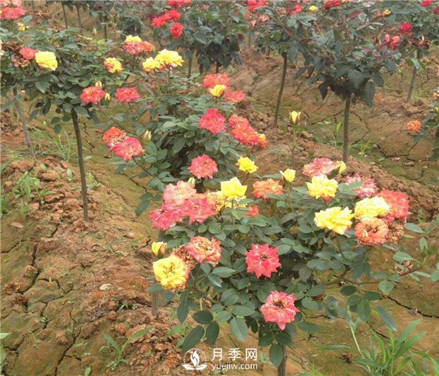 月季無根砧木嫁接該怎么做？月季網(wǎng)告訴你(圖1)