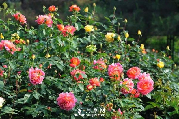 南陽月季有哪些常見色系？月季網(wǎng)告訴你(圖1)