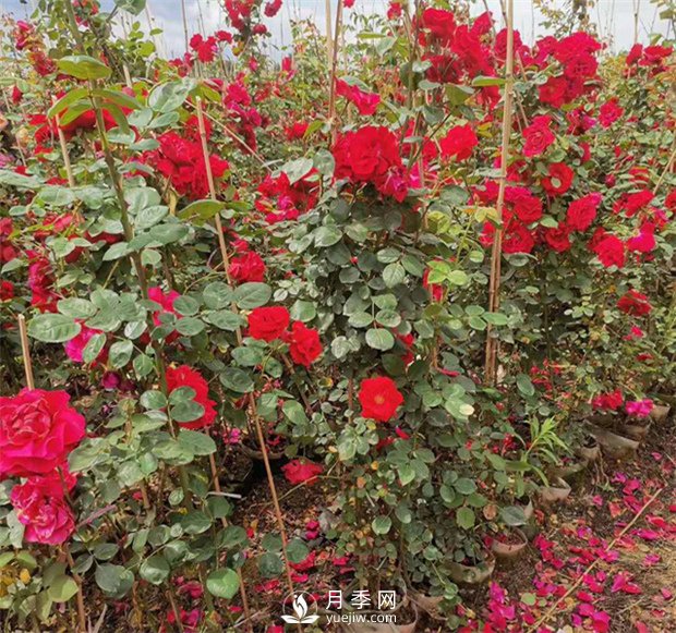 月季網(wǎng)告訴你藤本月季價格差異大的原因是什么？(圖1)