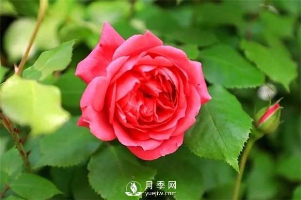 月季網(wǎng)告訴你如何挑選食用玫瑰？(圖1)