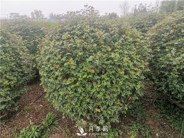 月季網告訴你南北方月季種植有什么注意點？(圖1)