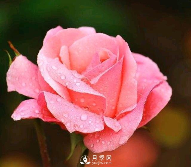 有人說養(yǎng)月季破財，月季適合家里養(yǎng)嗎？(圖1)