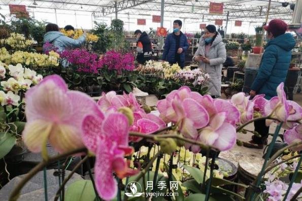 青島花卉市場(chǎng)重開張，市民“撿漏”忙(圖1)