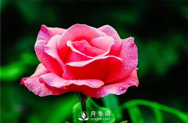 品質好價格低，月季批發(fā)就來月季網(wǎng)基地(圖2)