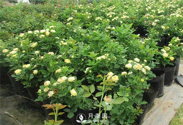 月季啥時候種植比較合適呢？(圖1)