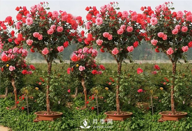 月季啥時候種植比較合適呢？(圖2)