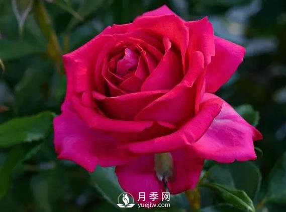雷吉斯馬寇月季，HT的高雅花型，花瓣超級(jí)多(圖1)