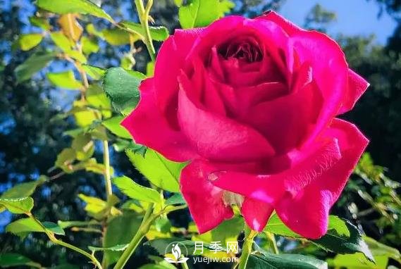 雷吉斯馬寇月季，HT的高雅花型，花瓣超級(jí)多(圖2)