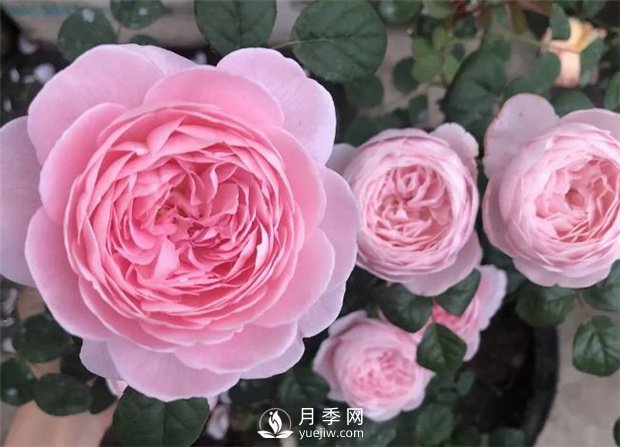 瑞典女王月季，花如其名，高貴優(yōu)雅(圖2)