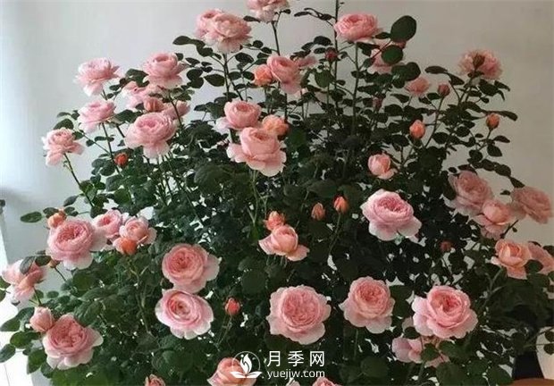 瑞典女王月季，花如其名，高貴優(yōu)雅(圖3)