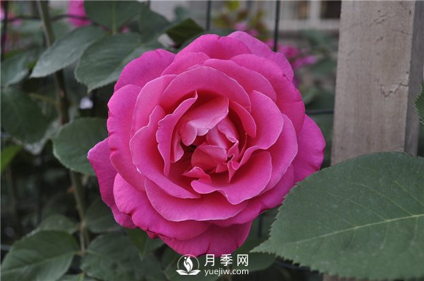 如何讓盆花月季不斷開(kāi)花？(圖1)