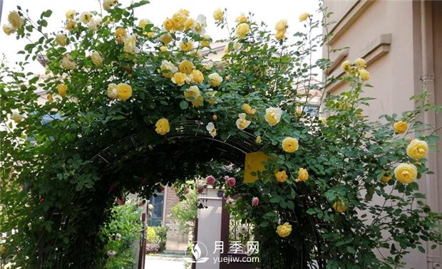 春天***適合養(yǎng)哪些室內(nèi)植物？(圖2)
