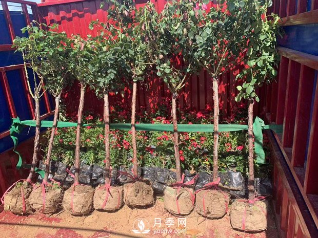 南陽樹狀月季如何嫁接？(圖1)