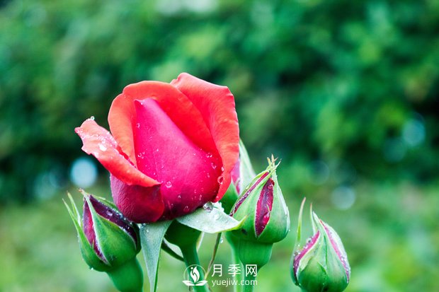 盆栽花卉長時間干旱的時候可以立刻澆水嗎？(圖1)