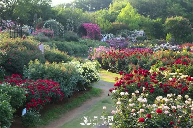 月季施肥有哪些注意事項(xiàng)？(圖1)