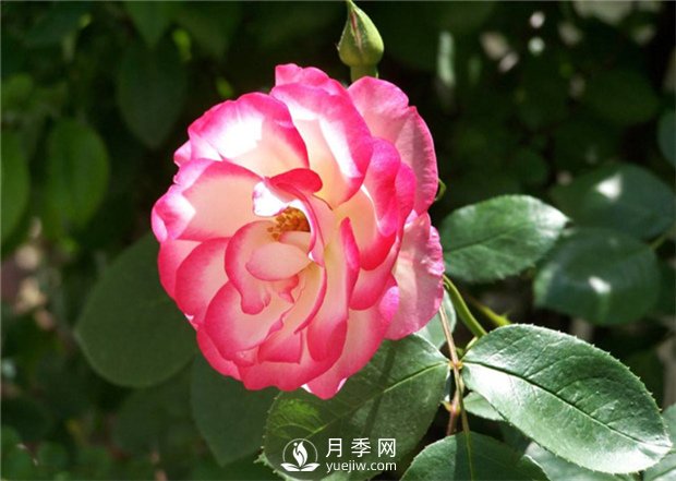 月季上肥辦法有哪些？(圖1)