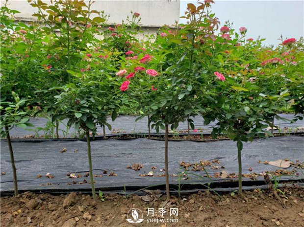 夏季怎樣提高月季的成活率？(圖1)