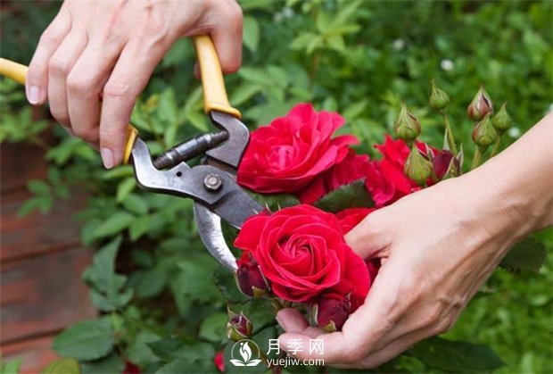 冬天月季怎么剪，剪好這6種枝，越剪越開(kāi)花！(圖1)