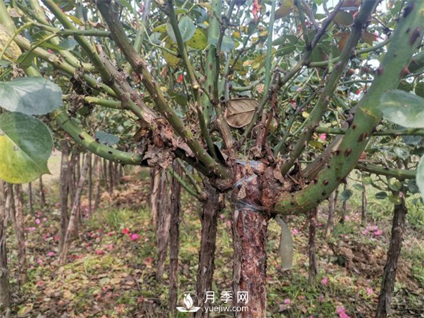 如何快速培育南陽(yáng)樹狀月季 南陽(yáng)月季樹如何嫁接易成活(圖1)