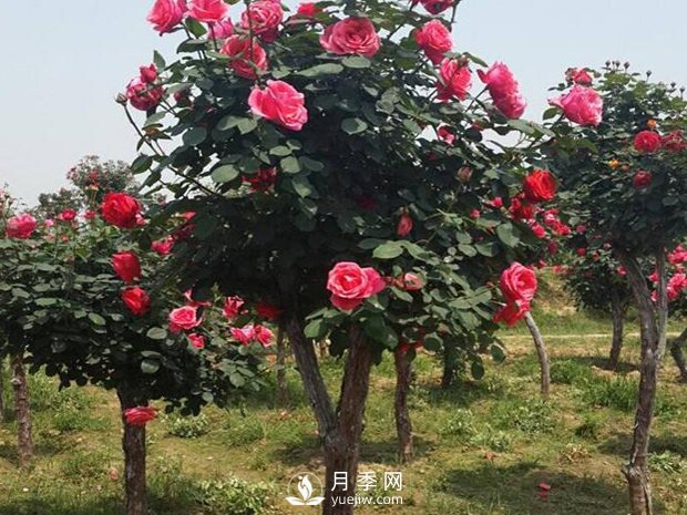 盆栽月季冬天怎么養(yǎng)護？(圖1)