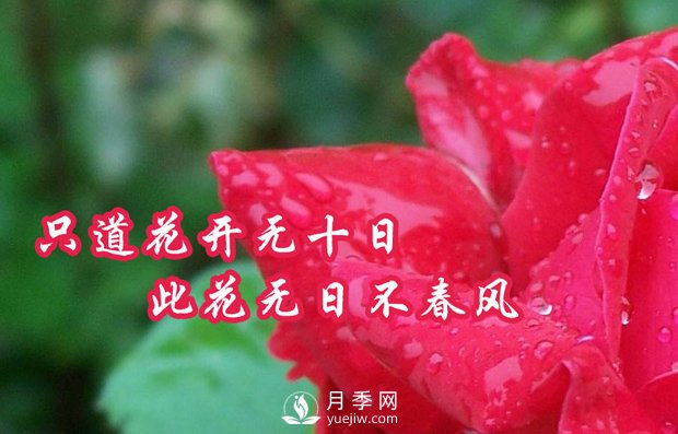 南陽樹狀月季有什么特點(diǎn)，養(yǎng)好盆花月季怎么做(圖1)
