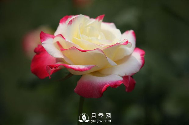 南陽樹狀月季培育介紹，南陽月季樹修剪注意事項(xiàng)(圖1)