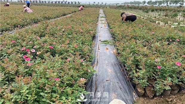 南陽樹狀月季培育介紹，盆花月季怎么養(yǎng)好(圖1)