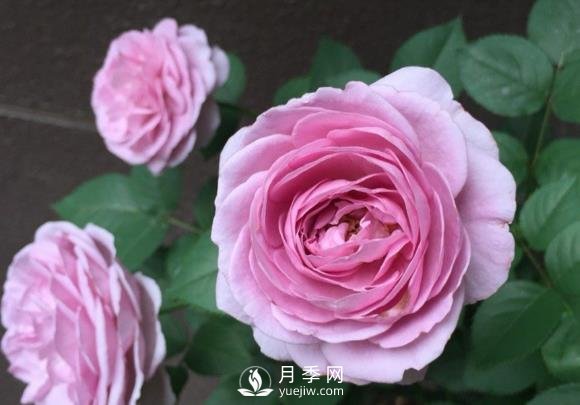 藍色風(fēng)暴月季，薰衣草紫色非常迷人(圖1)