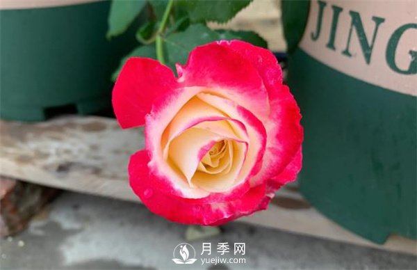 紅雙喜月季，顏色非常喜慶，名字非常俗氣(圖2)