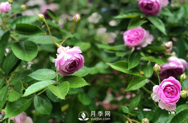 微型月季怎么養(yǎng)殖你知道嗎？我來(lái)告訴你(圖1)
