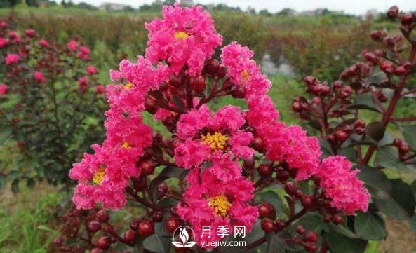 駐馬店汝南：開(kāi)春訂單多 花木銷(xiāo)全國(guó)(圖1)
