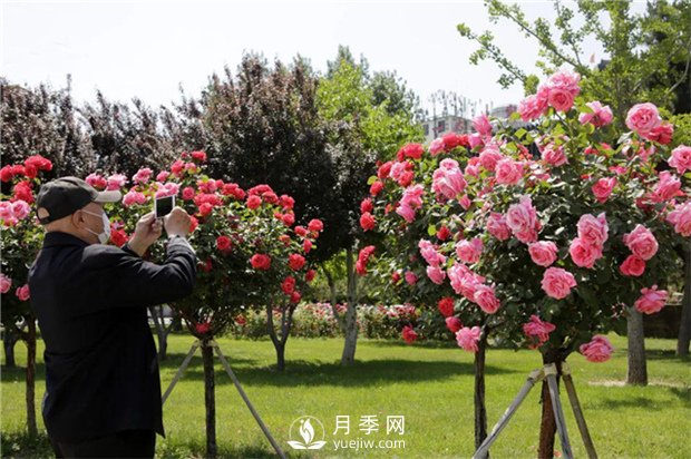 2021，苗木人可以這樣制定自己的營銷策略(圖1)