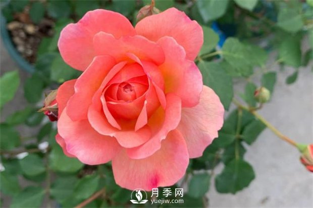 安德烈月季，多頭有枝條就有花苞(圖1)