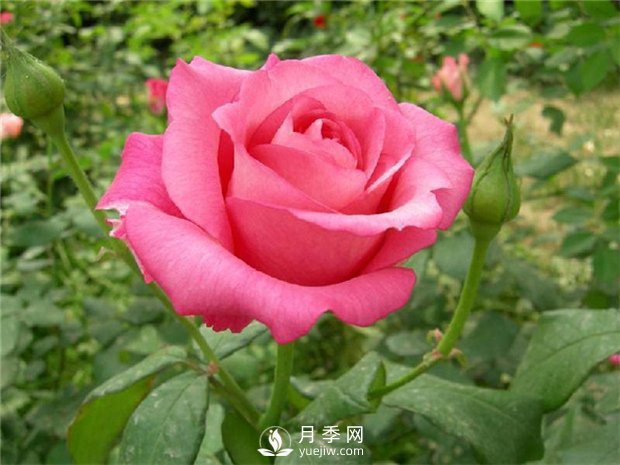 各直轄市、省會市花和市樹大全(圖1)