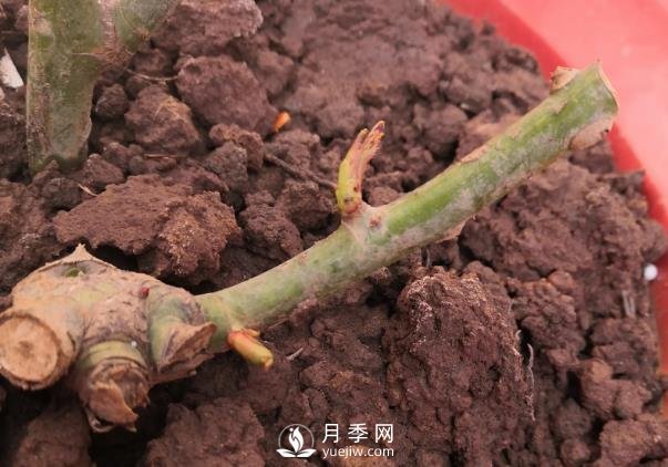 春天是個讓人欣喜的季節(jié)，一定要養(yǎng)月季花(圖1)