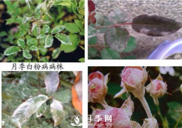 立秋己過 養(yǎng)護月季呢？看過來了(圖1)
