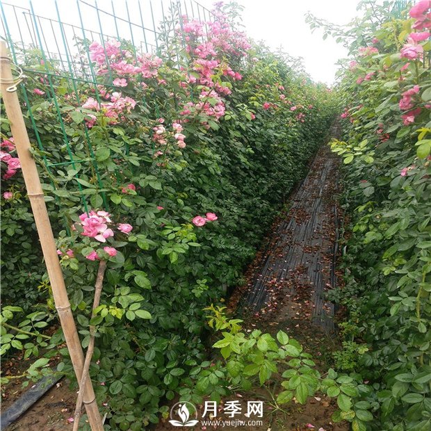 藤本月季的品種有那些？南陽藤本月季價(jià)格？(圖2)