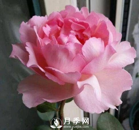 貴族香水，艷壓群芳香味濃的月季(圖1)
